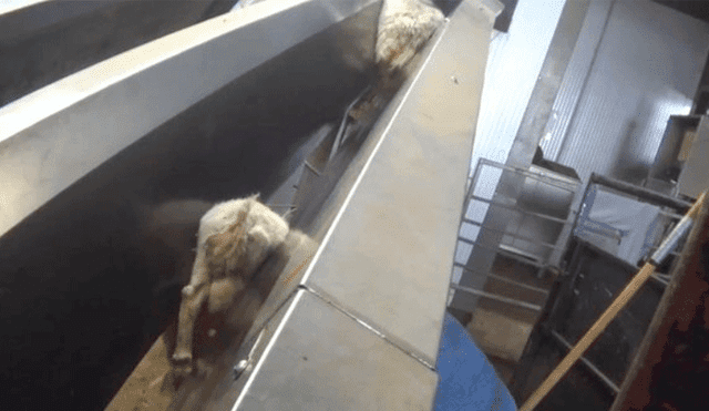 Un video dejó al descubierto el maltrato animal que sufren estos animales en una granja en Wrexham, Gales.