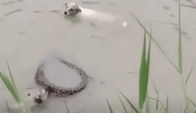 Facebook viral: hambrienta serpiente intenta devorar a perros que entrar a jugar al río [VIDEO]