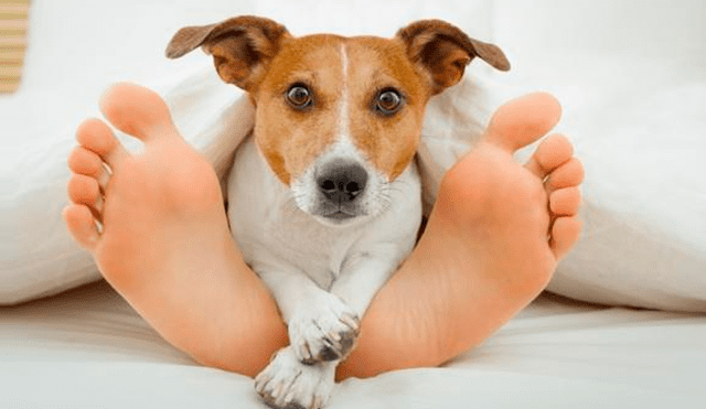 Conoce por qué los perros lamen los pies de sus dueños' [FOTOS]