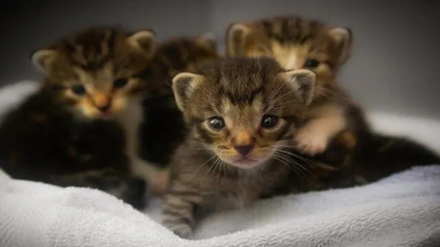 EE.UU. impulsa 'ley de los gatos' para decir adiós a los experimentos con animales