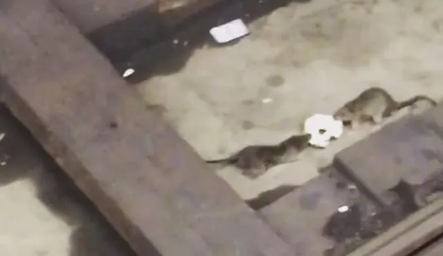 YouTube: Dos ratas pelean por una rosquilla en la estación del metro de Nueva York 