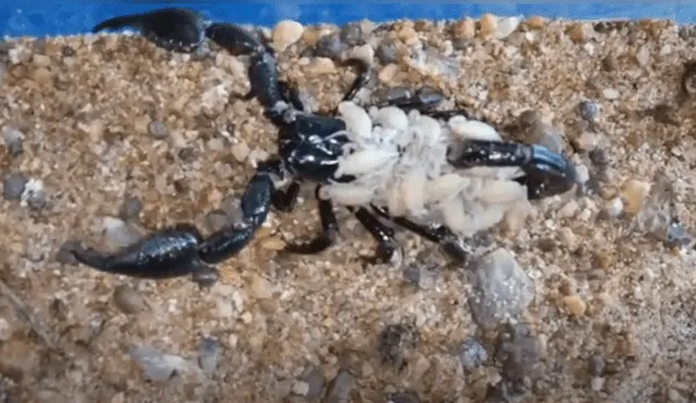 Un enorme escorpión cagando a cientos de sus bebés generó terror en miles de usuarios de YouTube.