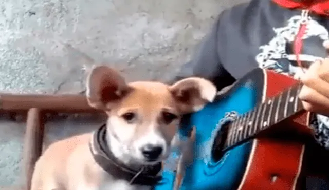 Facebook viral: niño prepara tierna serenata con su perro y conmueven a usuarios [VIDEO]