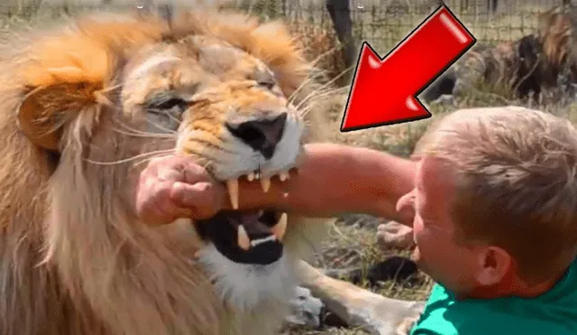 En Facebook se viralizó el encuentro de cuidador con enorme león.