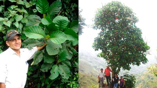 La quina contra el coronavirus: científicos peruanos impulsan nuevo fármaco a base de este árbol [FOTOS]