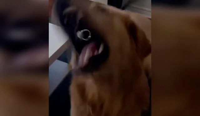 Desliza las imágenes para apreciar la travesura de un perro cuando su dueña le coloca un anillo en su nariz. Foto: Captura de YouTube