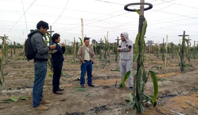 Lambayeque: Impulsan cultivos alternativos en el valle Chicama   