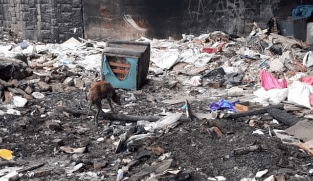 Facebook viral: salva a perrita en mal estado que vivía en un basurero y ahora luce así [FOTOS]