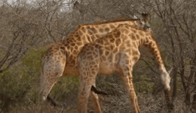 En YouTube, unas dos jirafas tuvieron una épica pelea en medio de la selva y fueron captados por unos jóvenes.