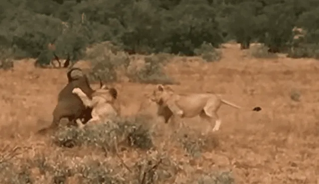 Un video viral de YouTube registró el doloroso instante en que un búfalo se resignó a morir en las garras de unos leones, sin imaginar que su manada llegaría a su rescate.
