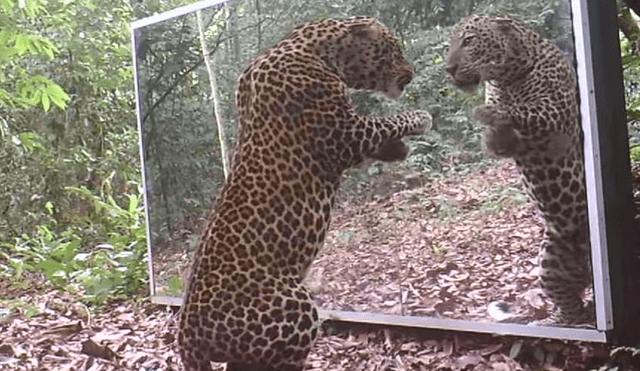 Facebook viral : leopardo se mira en espejo y no creerás lo que hizo al ver su reflejo [VIDEO]
