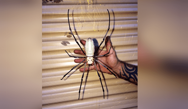 En Facebook se hicieron virales una serie de fotografías que muestran a una enorme araña invadiendo el garaje de una casa.
