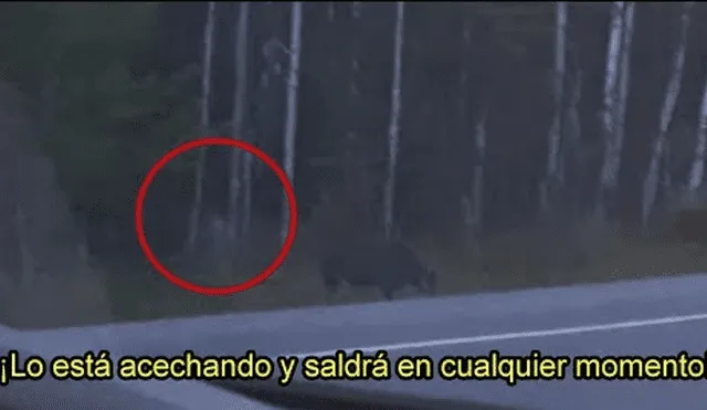Vía YouTube: graban a misteriosa criatura humanoide cazando en el bosque de Canadá