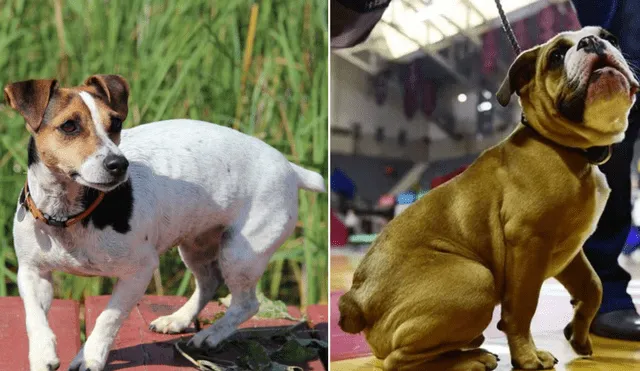 Si bien antes se cortaba la cola a los perros por fines estéticos, en la actualidad los especialistas están en contra de esta práctica. Foto: composición LR/AFP/AdiestrarPerros Barcelona