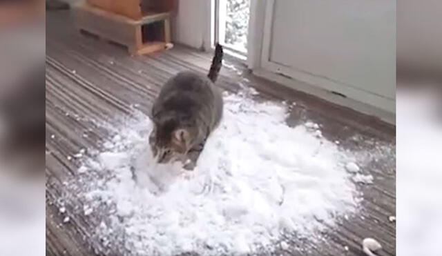 Desliza las imágenes para apreciar la emoción de un gato al tocar nieve que su dueño le consiguió de la calle. Foto: captura de Facebook