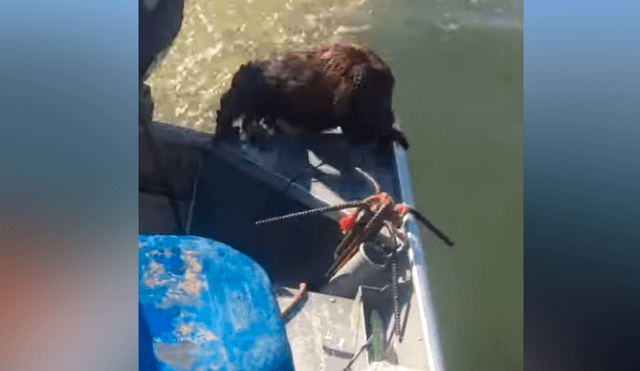 Hombre encuentra extraño ser ahogado en lago, arroja salvavidas y pasa lo inesperado [VIDEO]