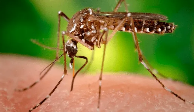 Hembra del mosquito Aedes aegypti cuando obtiene sangre de un ser humano. Foto: EFE / Centros para el Control y Prevención de Enfermedades de EE. UU.