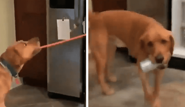 Sorprendente video viral en que perro entrega la cerveza a su dueño.