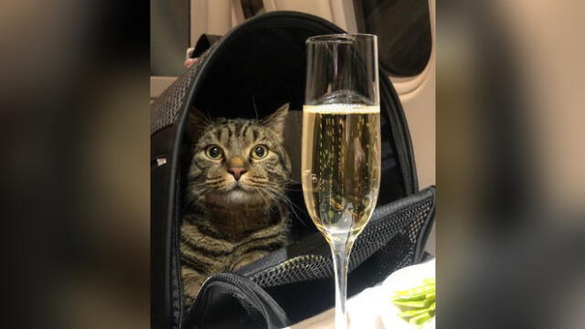 El gato Víctor pesaba dos kilos más de lo aceptado por la aerolínea. Foto: Facebook.