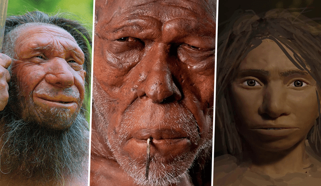 Los Homo Sapiens (centro), los neandertales (izquierda) y los denisovanos (derecha) se encontraron en Eurasia hace aproximadamente 55.000 años. Foto: composición de Fabrizio Oviedo / La República / Maayan Harel / Neanderthal Museum / Natural History Museum