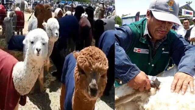 Alpaca Fiesta 2018 en Arequipa generó un movimiento comercial de 8 millones de dólares [VIDEO]