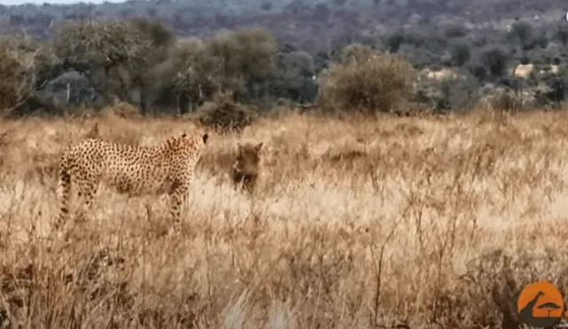 Desliza hacia la izquierda para ver las imágenes del viral de YouTube. Foto: 
Kruger Sightings.