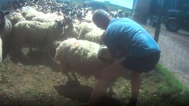 Granjero es condenado tras agredir brutalmente a sus ovejas en la cara [VIDEO]
