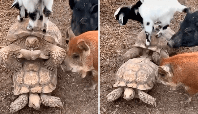 Con amigos así no hacen faltan enemigos. Una cabra y dos cerditos querían jugar con las tortugas que se encontraban ocupadas en un íntimo momento. Foto: captura.