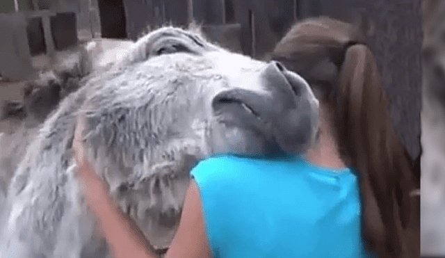 Facebook: emotivo momento en que burro se reencuentra con su dueña impacta en usuarios [VIDEO]