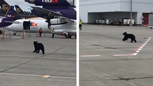 YouTube: oso se escapa de jaula y genera terror en aeropuerto