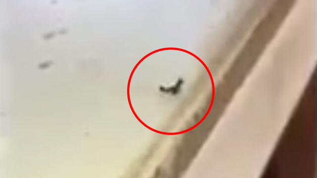 Facebook: hormiga se enfrenta con su compañera y termina sacrificada [VIDEO]