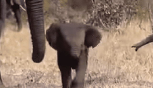 Video de bebé elefante conmueve las redes porque no tiene trompa [VIDEO]