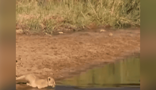 YouTube viral: turista que hacía safari en la selva graba conmovedor momento de familia de leones.