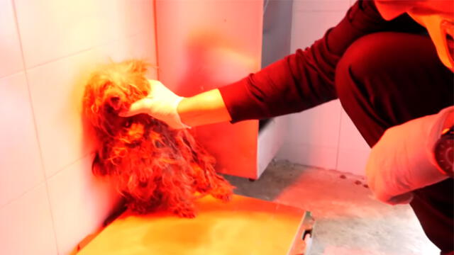 Todos los animales rescatados pasaron por el Servicio de Vigilancia Sanitario Ambiental para conocer el estado de cada uno. (Foto: Policía Local Málaga)