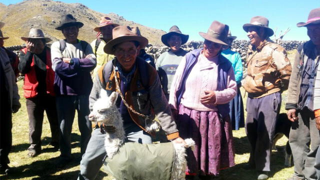 Atienden a ganado tras heladas en Puno y Apurímac