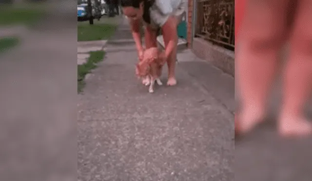 Vía YouTube. Joven sacó a su felino para dar una caminata atado a una correa, sin imaginar la insólita conducta que tendría este al negarse a caminar
