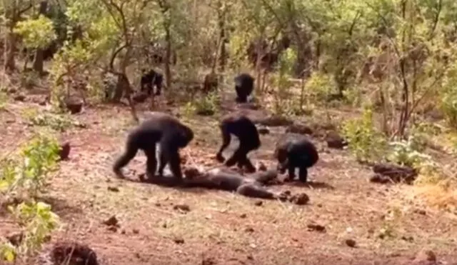 Terrible muerte en YouTube de un chimpancés líder de una manada|VIDEO