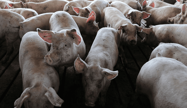 Japón: Gobierno suspende exportaciones de carne de cerdo por peste