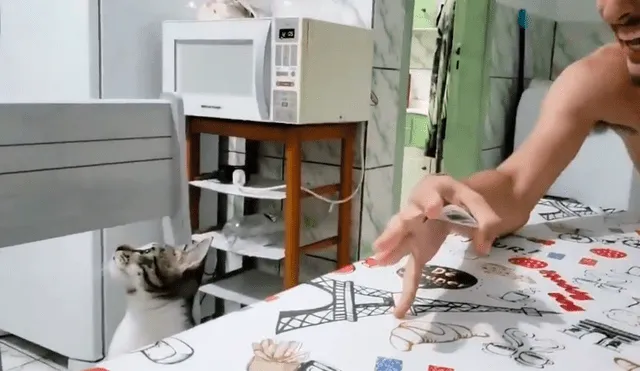 Facebook: La hilarante reacción de un gato al ser testigo de un 'truco de magia' [VIDEO]