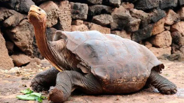 Diego, la tortuga gigante que salvó a su especie de la extinción gracias a su apetito sexual. Foto: Difusión