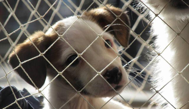 Huancayo: animalistas rescatan 16 perros de raza