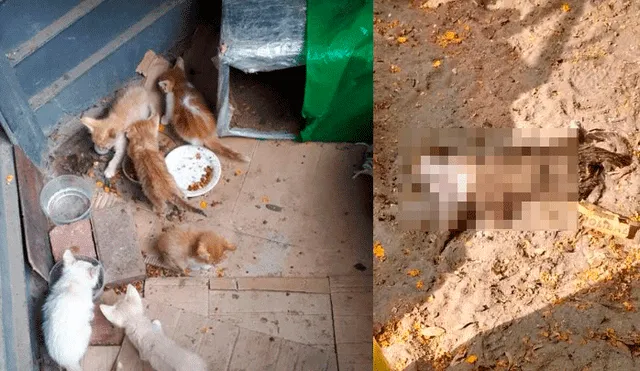 Facebook: denuncian matanza masiva de gatos en parque de Lince