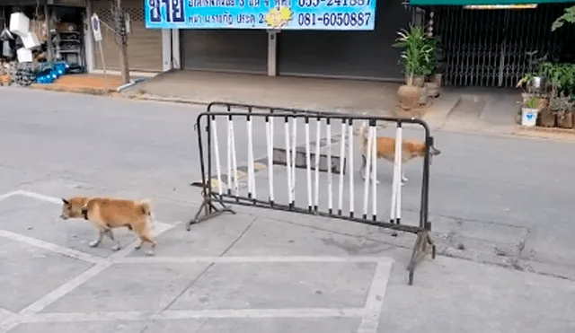 Vía Facebook: perros callejeros tienen feroz enfrentamiento pero causan risas por un detalle [VIDEO]