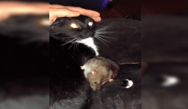 En Facebook, un gato protegió a una pequeña rata y le brindó unas amorosas caricias que cautivaron a su dueña.