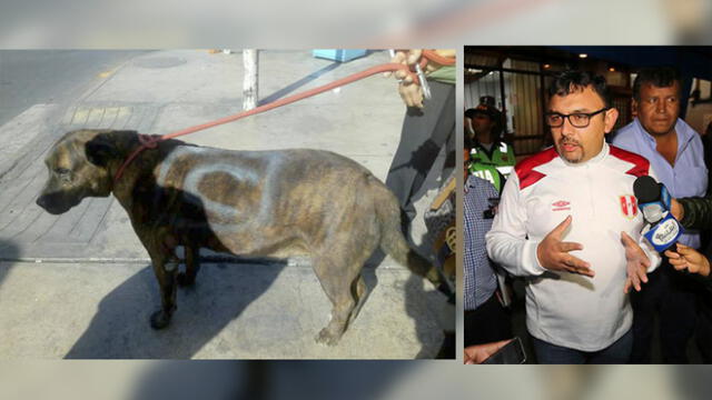 Arequipa: Atacan a perro “Scooby” y pintan con aerosol símbolo de agrupación política