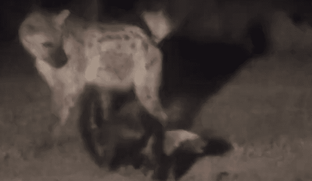 YouTube viral: tejón lucha contra temibles hienas para proteger a su pareja [VIDEO]