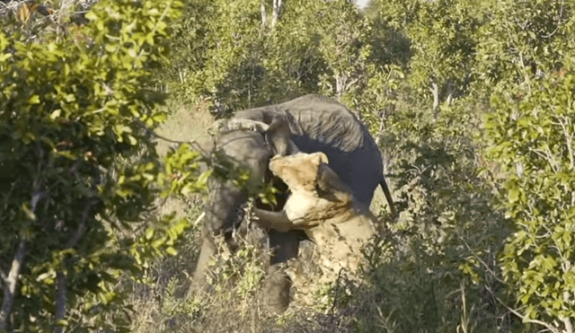 Un video muestra la impactante pelea entre un elefante y una leona por su supervivencia.