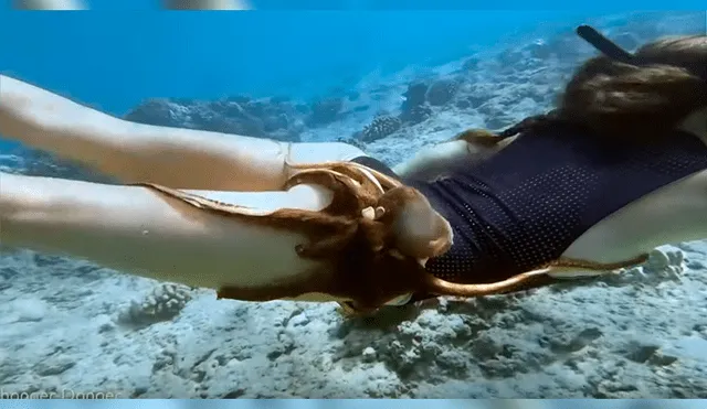 Video viral de YouTube muestra el preciso momento en que un pulpo se topa con una joven y se adhiere a su muslo derecho