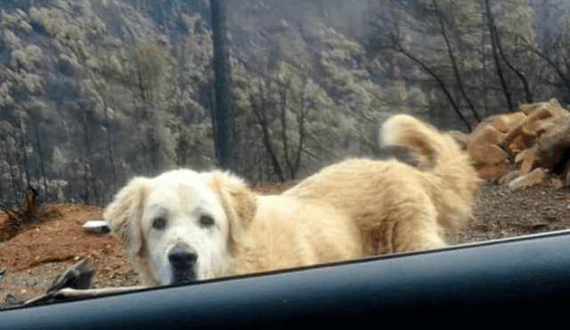 Perro sobrevivió a incendios en California y esperó a su dueña entre los escombros durante un mes