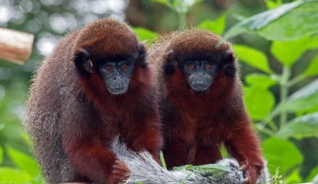 Los monos tití cobrizos son unas de las pocas especies fieles a sus parejas. Foto: New England Primate Conservancy.